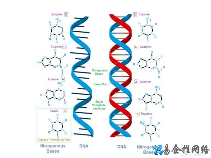 网上说吃了脱氧核糖什么梗 网上说吃了脱氧核糖什么梗