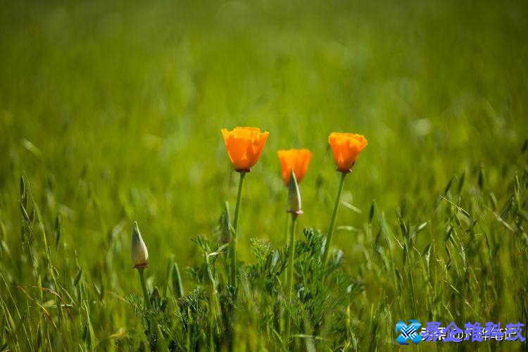 光学变焦是什么意思？光学变焦和数码变焦的区别