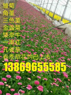 百度推出细雨算法!黄页类B2B站点要小心了