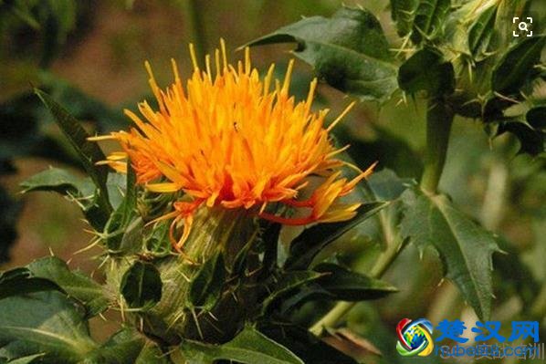 红花的功效与作用