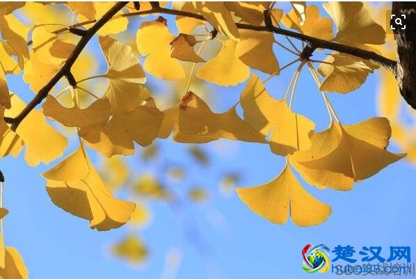 银杏叶片的功效与作用