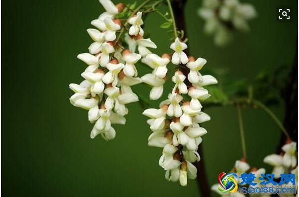槐花的功效与作用