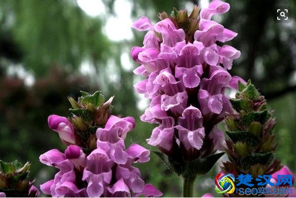 夏枯草的功效与作用