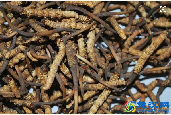 冬虫夏草有什么功效