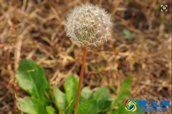 蒲公英的功效与作用