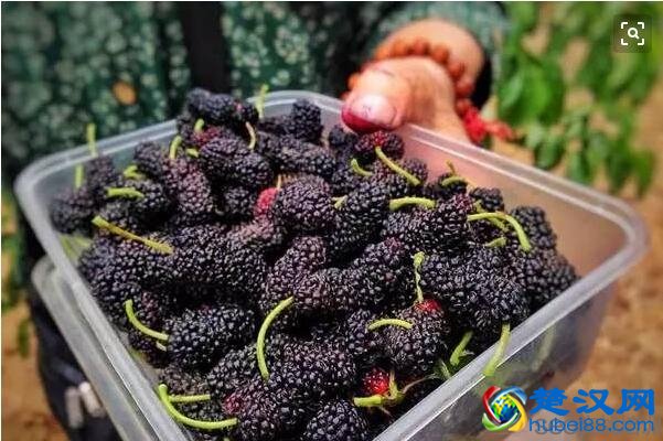 桑葚泡酒的功效与作用