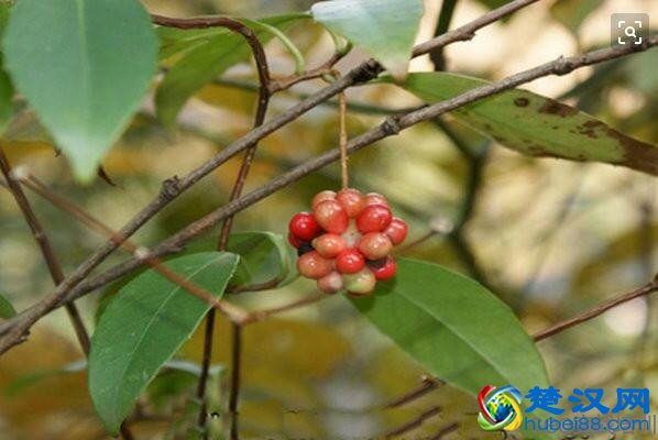 五味子的功效与作用