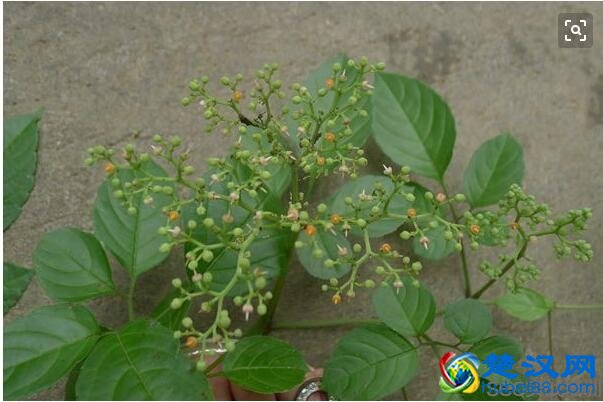 绞股蓝的功效与作用