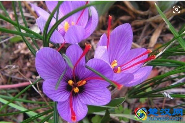 藏红花功效与作用