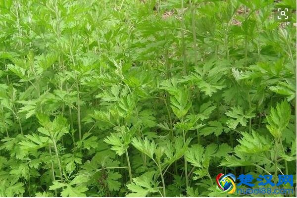 艾叶的功效与作用