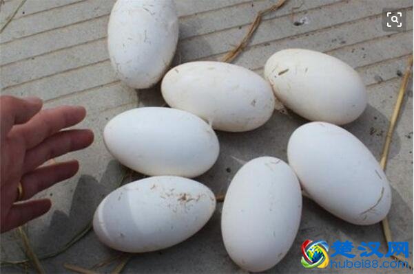 鹅蛋的功效与作用