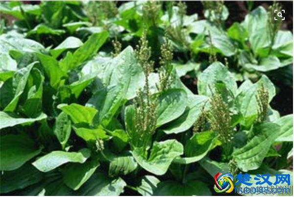 车前草的功效与作用