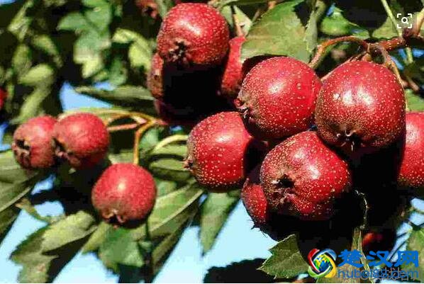 山楂的功效与作用