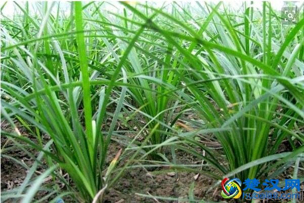 麦冬的功效与作用