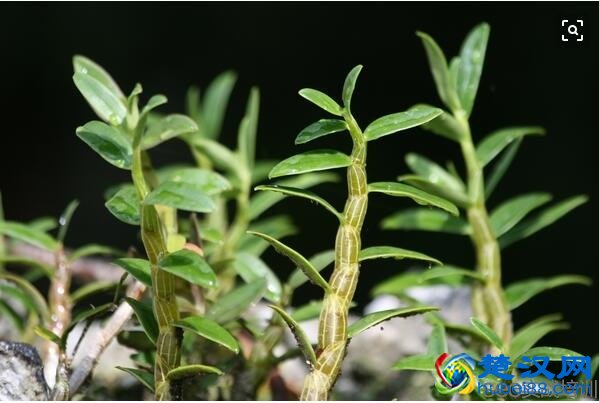 石斛的功效与作用