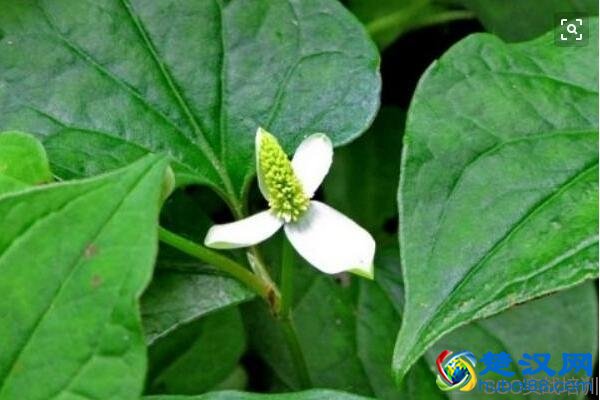 鱼腥草的功效与作用