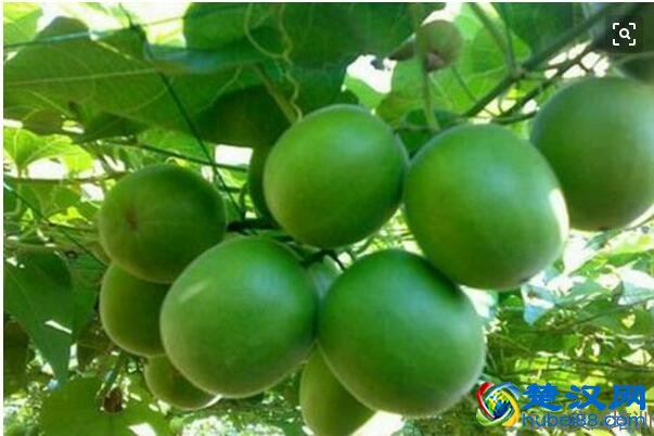 罗汉果的功效与作用