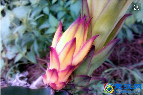 火龙果的功效与作用