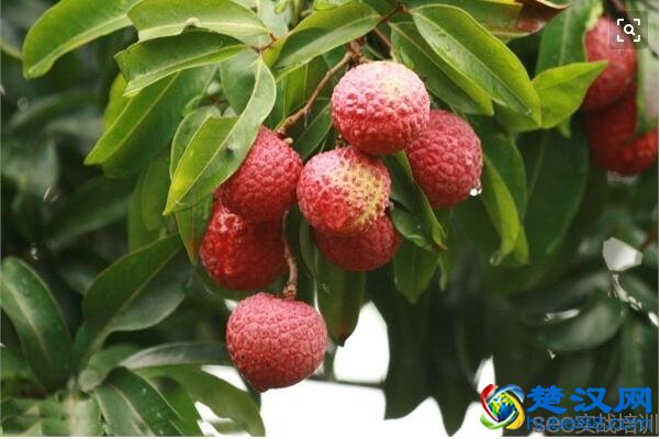 荔枝的功效与作用