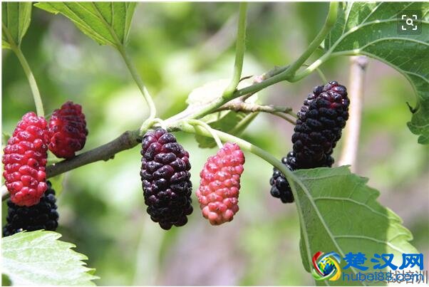 桑葚的功效与作用