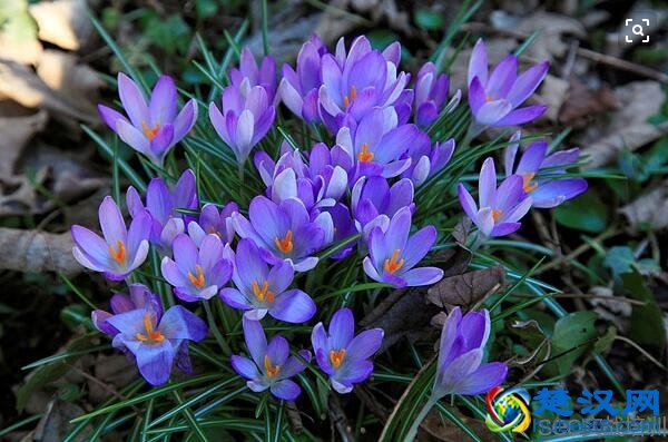 藏红花的功效与作用