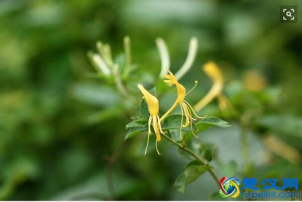 金银花的功效与作用