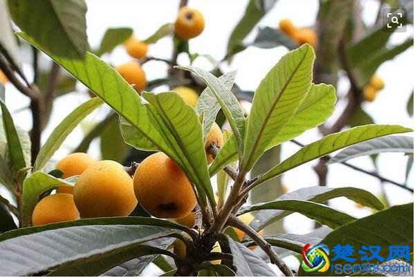 枇杷的功效与作用