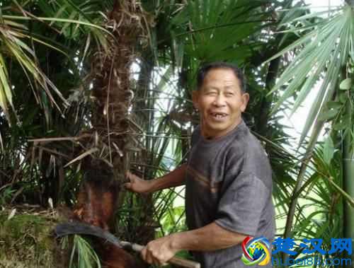 最“奢侈”的野味：砍掉整棵树才能得做这么一盘，吃不起啊！