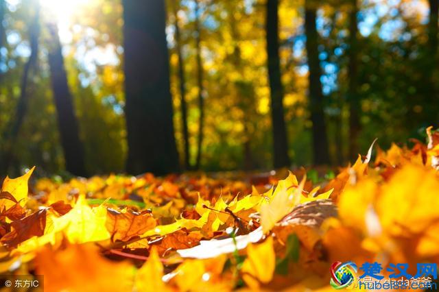 一年好景君须记，最是橙黄橘绿时，描写秋天的古诗词23首！