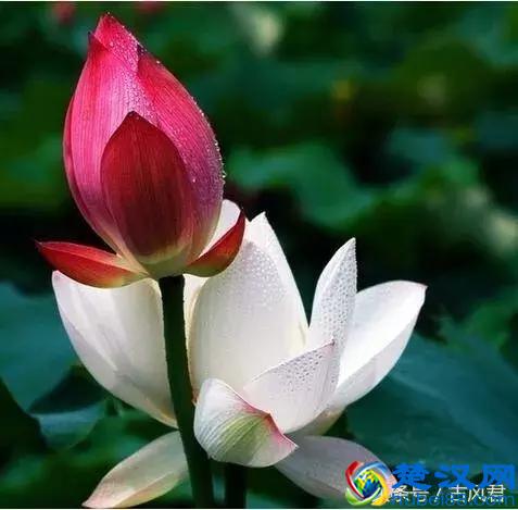 刘禹锡笔下水平最高的十首诗