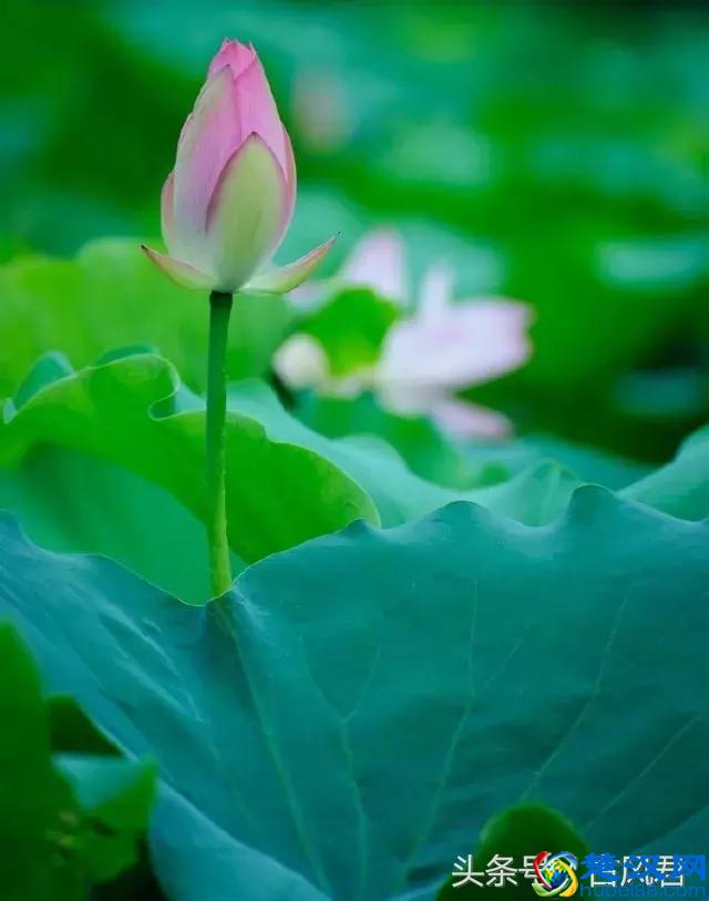 刘禹锡笔下水平最高的十首诗