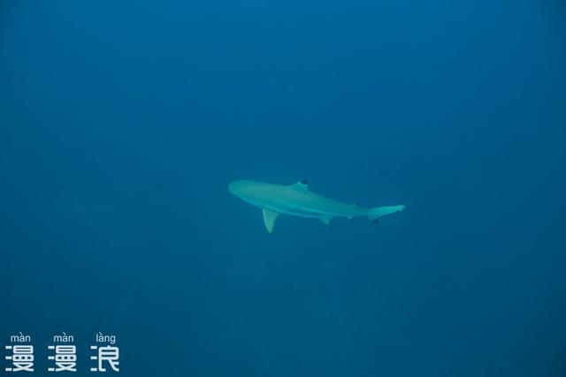 帕劳归来，五天四晚旅游攻略！