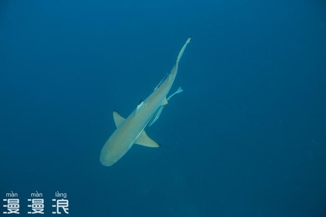 帕劳归来，五天四晚旅游攻略！