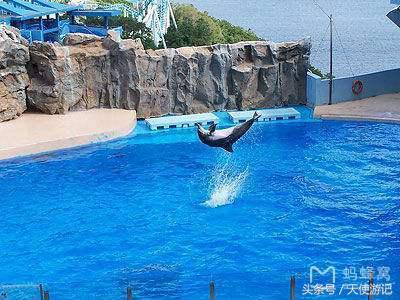 游记：这篇文章告诉你香港海洋公园的游玩全攻略（建议收藏转发）