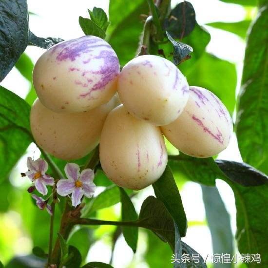 人参果的作用有哪些 孕妇能吃人参果吗