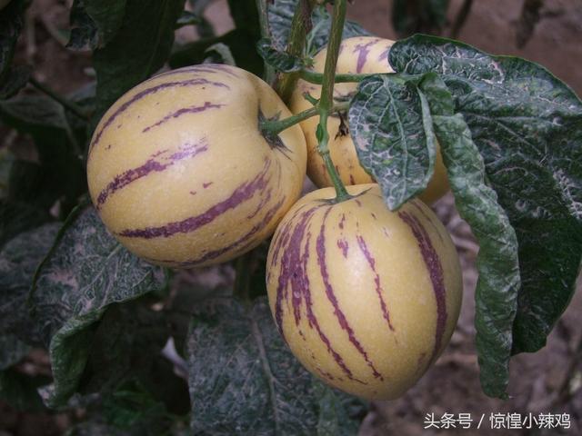 人参果的作用有哪些 孕妇能吃人参果吗