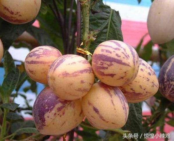 人参果的作用有哪些 孕妇能吃人参果吗