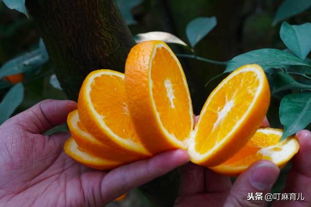 孕期可以吃橙子吗?需要注意什么?注意这5点,橙子随便吃