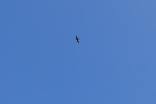 湄洲岛自由行攻略，太全了