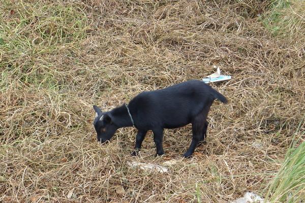 湄洲岛自由行攻略，太全了
