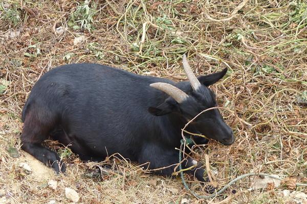 湄洲岛自由行攻略，太全了