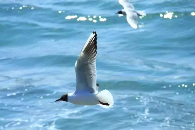 青岛最全旅游攻略！青岛吃逛好去处！