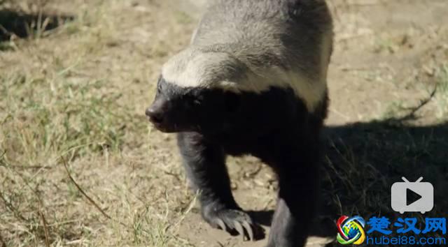 平头哥是谁？为什么越来越多人崇拜平头哥，看完就跟它混了