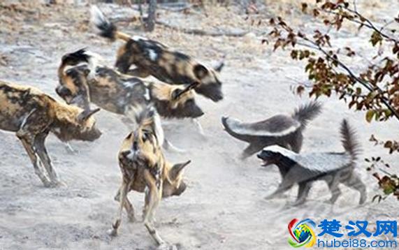 平头哥是谁？为什么越来越多人崇拜平头哥，看完就跟它混了