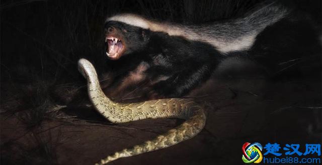 平头哥是谁？为什么越来越多人崇拜平头哥，看完就跟它混了