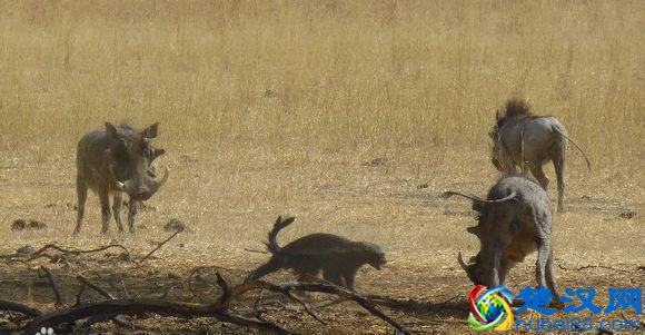 平头哥是谁？为什么越来越多人崇拜平头哥，看完就跟它混了