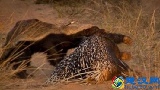 平头哥是谁？为什么越来越多人崇拜平头哥，看完就跟它混了