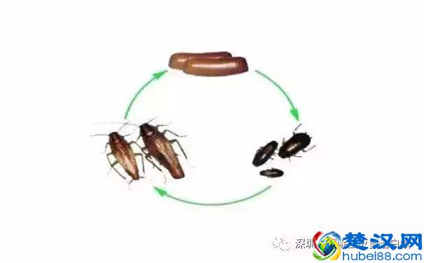 家里有蟑螂怎么办？史上最全面最有效的家庭灭蟑方法