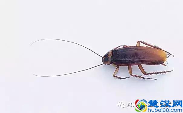 家里有蟑螂怎么办？史上最全面最有效的家庭灭蟑方法