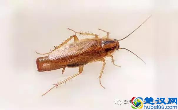 家里有蟑螂怎么办？史上最全面最有效的家庭灭蟑方法